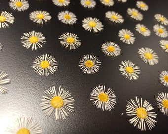 Pressed Daisy Blossoms Pressed Tiny Flowers White Daisy Pressed Dried Daisy Little Daisies Small Daisy Flowers Pressed Flowers 10 pcs