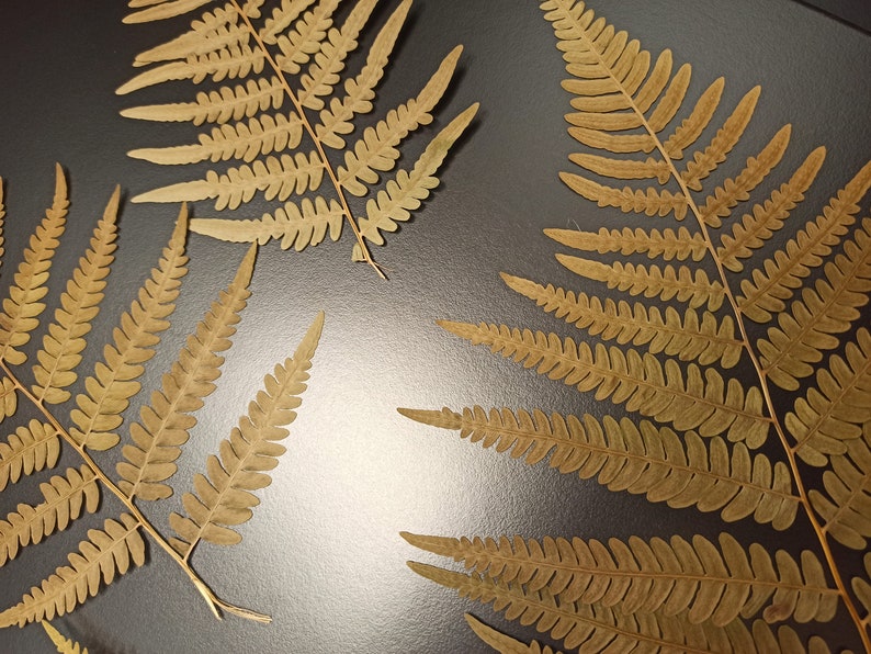 Autumn Fern, Fern Leaf, Brown Fern Decor, Pressed Ferns, Real Fern