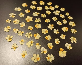 Pressed Pansies, Yellow Pansy, Pressed Pansy Blossoms, Dried Pansy, Pressed Flowers, Dried Flowers, Dried Pansies 20 pcs