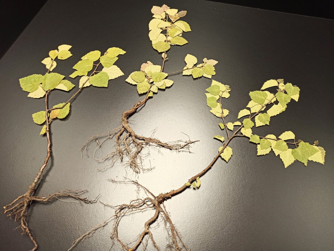 Pressed Mini Birch Tree Real Birch Tree Dried Mini Birch Etsy