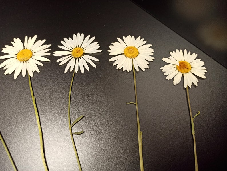 Pressed Daisy Flowers Dried Daisy Flower 9 Inches Herbarium DIY Daisies