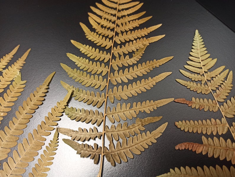 Autumn Fern, Fern Leaf, Brown Fern Decor, Pressed Ferns, Real Fern