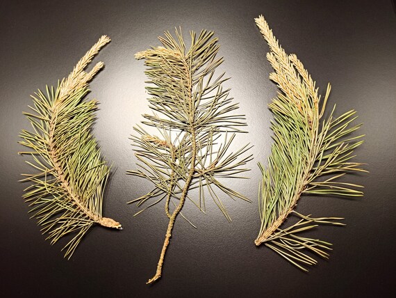 Preserved Branches, Pressed Pine Branches, Dried Pinus, Pressed