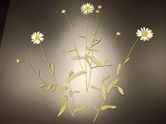 Pressed Daisies Stems Dried Daisy Flowers 11 Inches Herbarium 