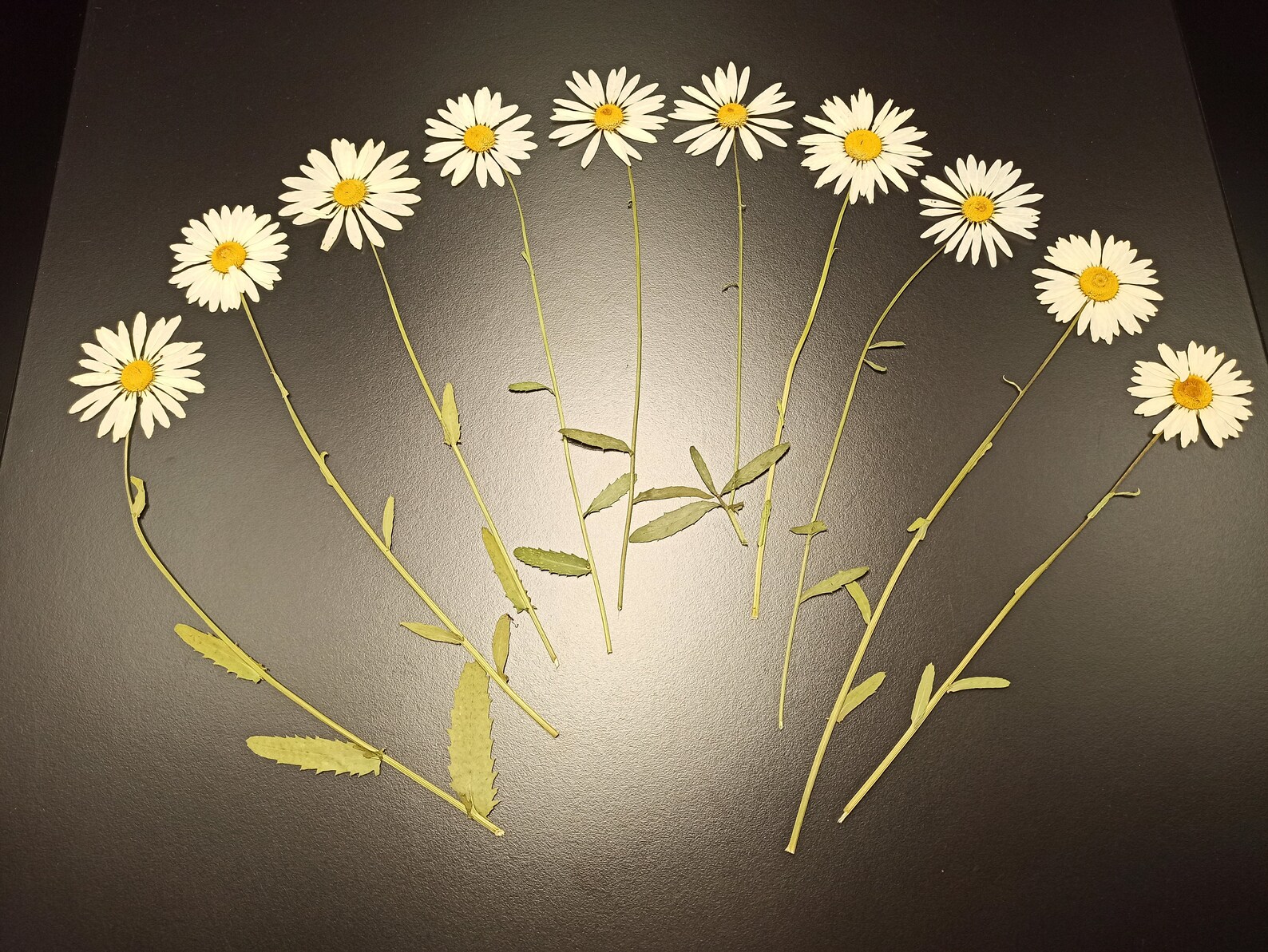 Pressed Daisy Flowers Dried Daisy Flower 9 Inches Herbarium DIY Daisies