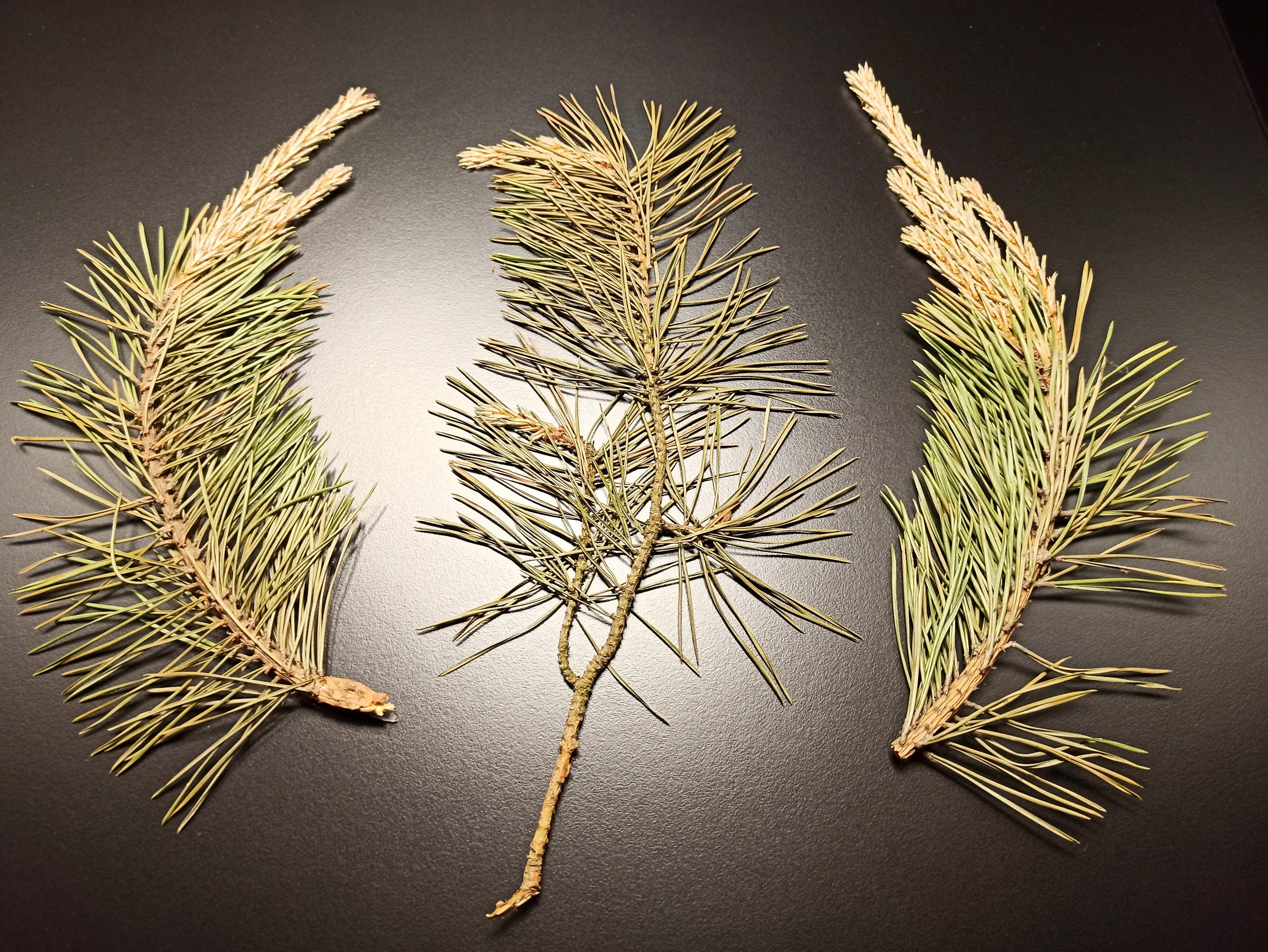 Preserved Branches, Pressed Pine Branches, Dried Pinus, Pressed