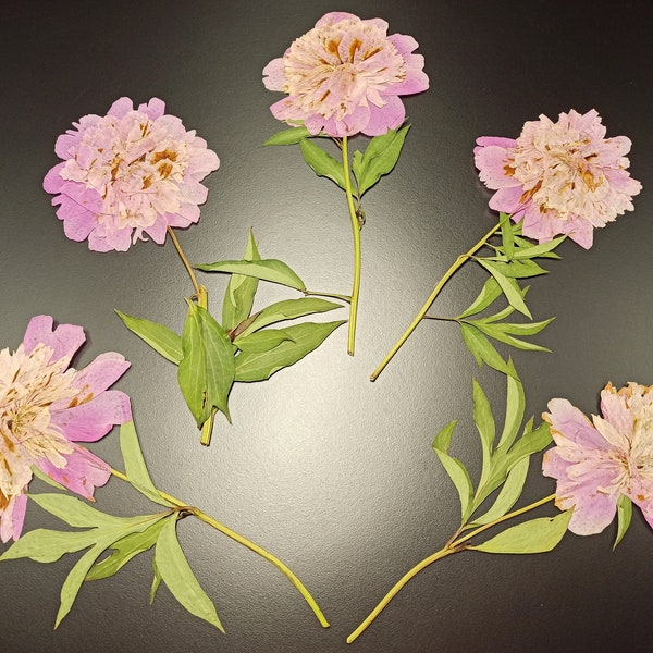 Big Pressed Peony Pink Flowers, Dried Peony Flowers, Herbarium DIY Botanical Art Pink Peony Flower Stem 1 pc