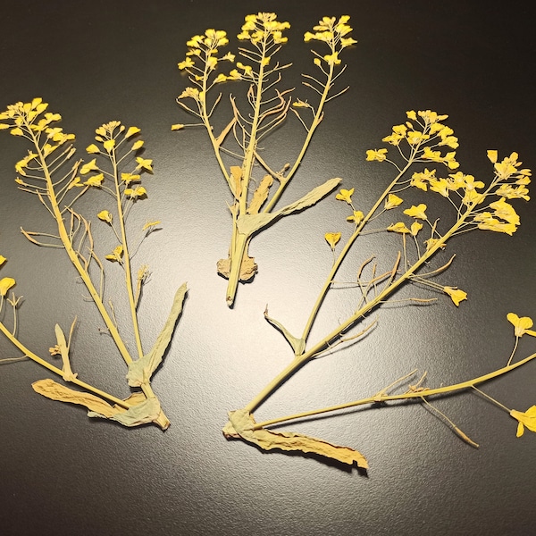 Gepresste Blumen, Beige Gelbe Blume, gepresste Rapsblumen Herbarium DIY Gepresste Gelbe Blumen Getrockneter Ölzweig Botanische Kunst 1 Stck