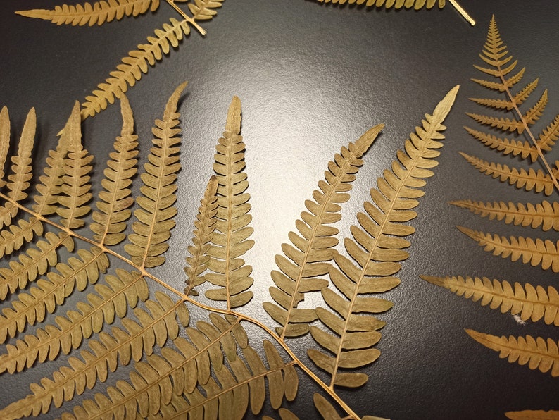 Autumn Fern, Fern Leaf, Brown Fern Decor, Pressed Ferns, Real Fern