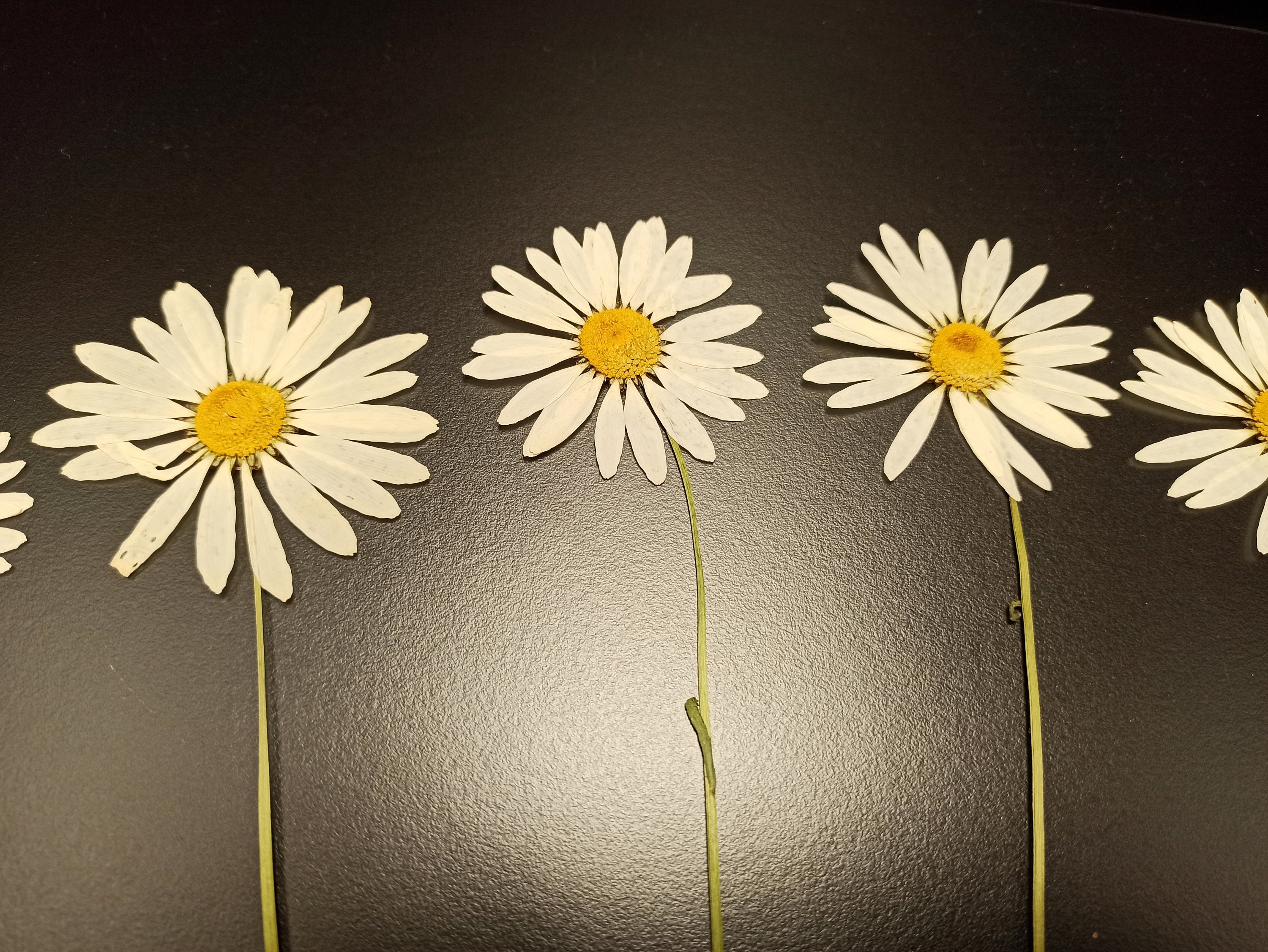 Pressed Daisy Flowers Dried Daisy Flower 9 Inches Herbarium DIY Daisies