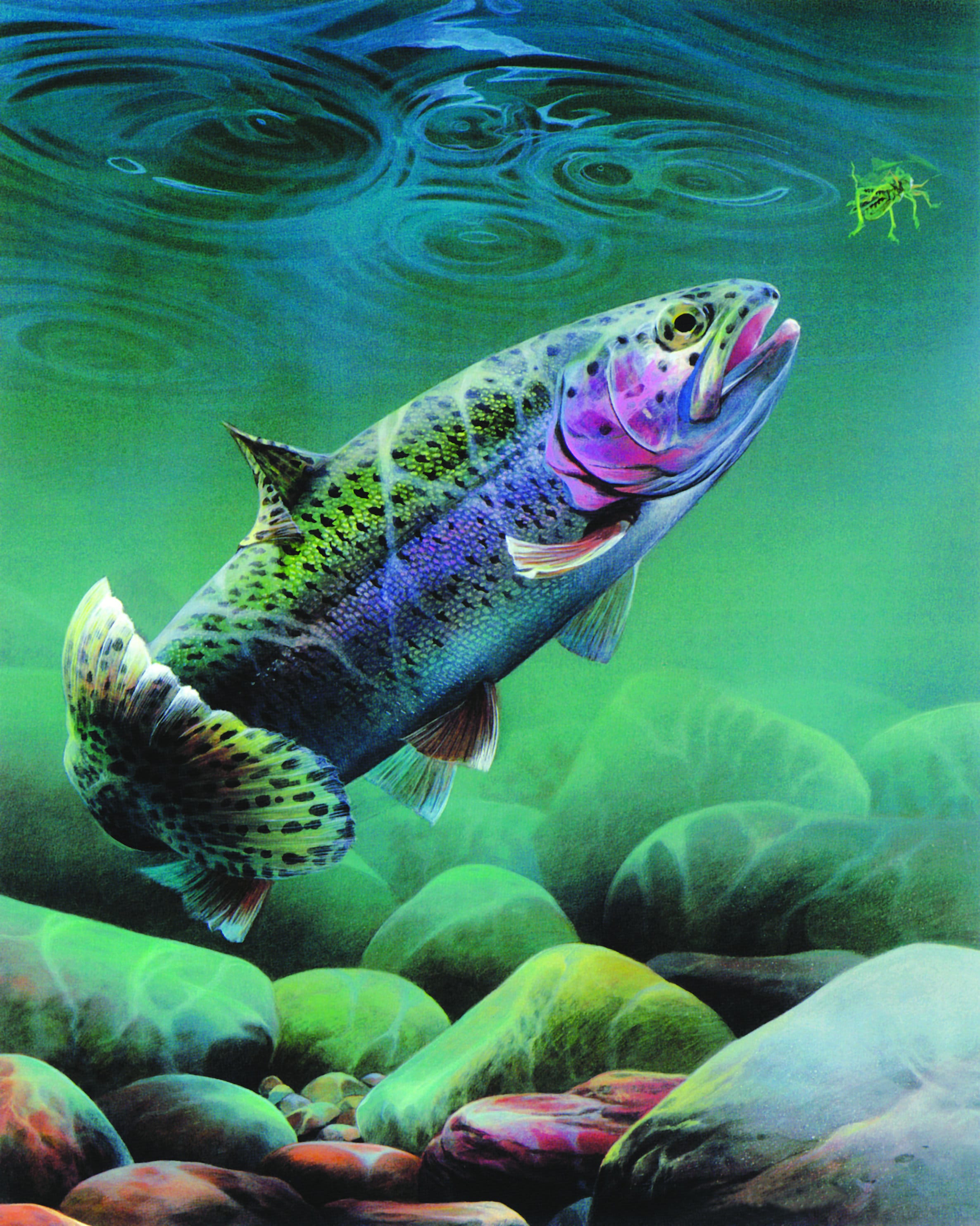 Rainbow Trout - Underwater Fish, Wildlife Art, Canvas, Giclée by Spencer  Williams
