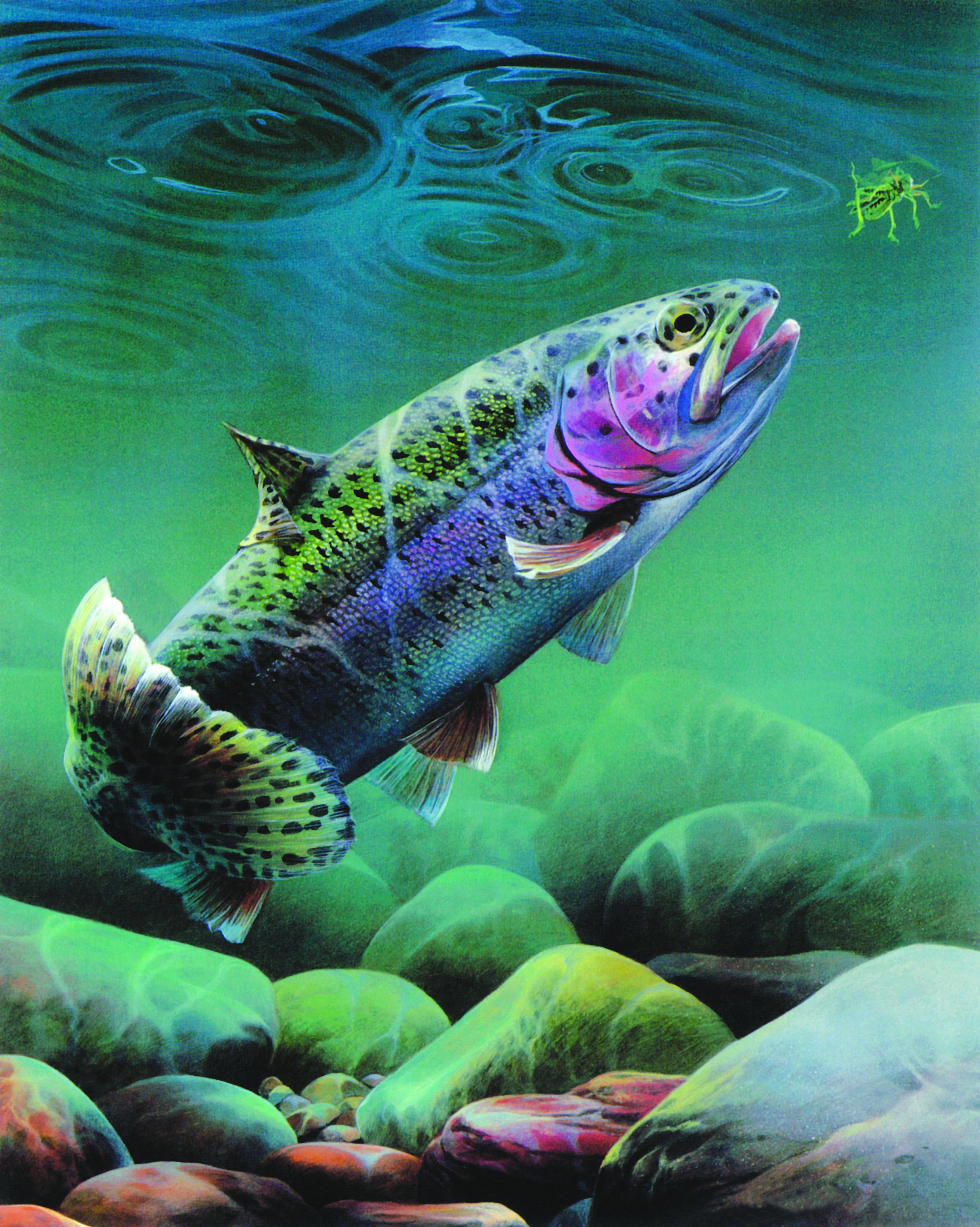 1896 Rainbow Trout - Sherman F. Denton Antique Fish Print