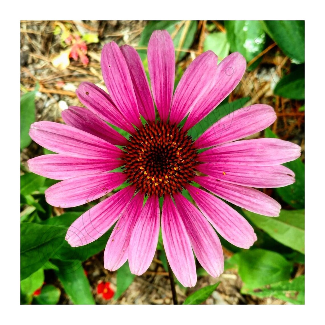 Magenta Flowers Photo Tetraptych Etsy Israel