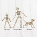 Skeleton Action Figures - Skeleton Dog - Skeleton Child - Skeleton Animal - Halloween Decor - Christmas Gift - Xmas Present - 12th Scale 