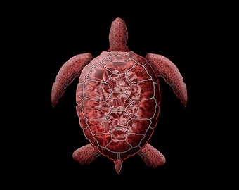 Red Turtle PNG, Sea Turtle Instant Download, Sea Turtle Design