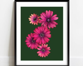 African Daisy Art Print | 8x10 5 Flower Print | Purple and Orange Daisy Art Print