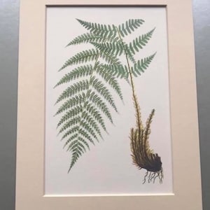 Könnte beinhalten: Eine gerahmte botanische Illustration eines Farns mit grünen Wedeln und einem braunen Wurzelsystem. Der Farn ist detailliert dargestellt und zeigt seine zarten Wedel und die komplizierte Wurzelstruktur.