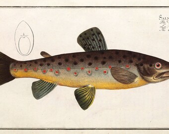 Victorian Freshwater Fish Print: Aged Parchment Reproduction (A4 Mini Poster)