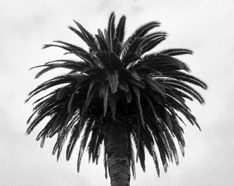 Palm Tree Print, California, Black and White, Beach Photography, Fine Art