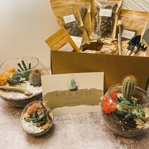 DIY Terrarium Kit Plants & Container Optional Etsy UK