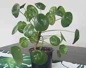 Pilea Peperomioides Houseplant - Pancake Plant - Chinese Money Plant - UFO Plant - 4 quot Pot