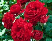 Lady in red Climbing rose bush bare root live plant