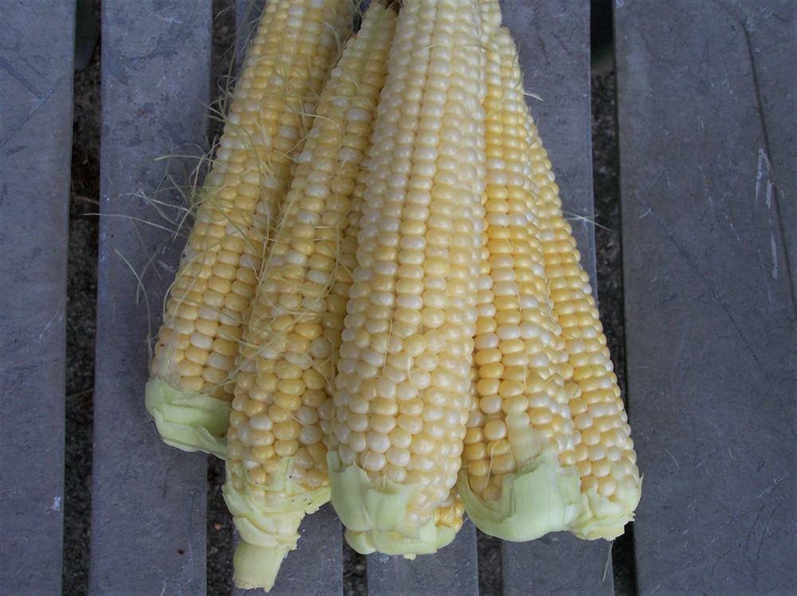 Silver and Gold Corn bicolor Corn seeds 10 pack to 100 pack Etsy