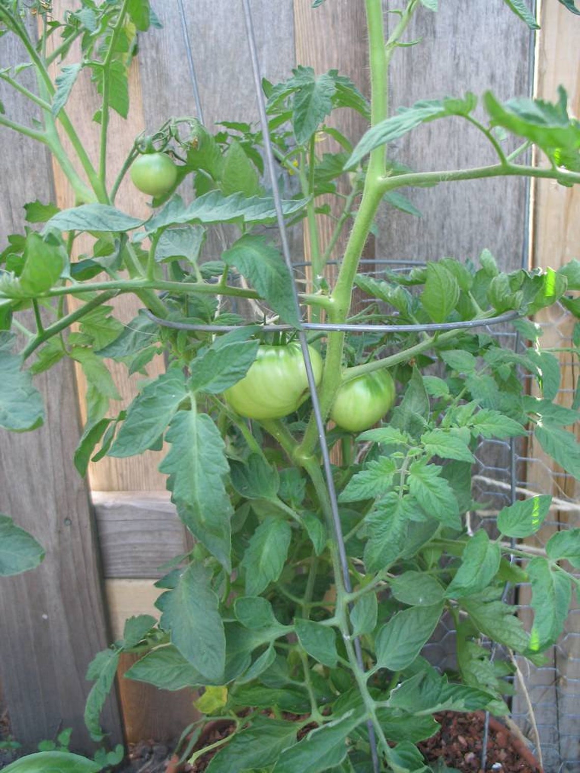 NOW SHIPPING Big Boy Tomato live plant Limited Time Etsy