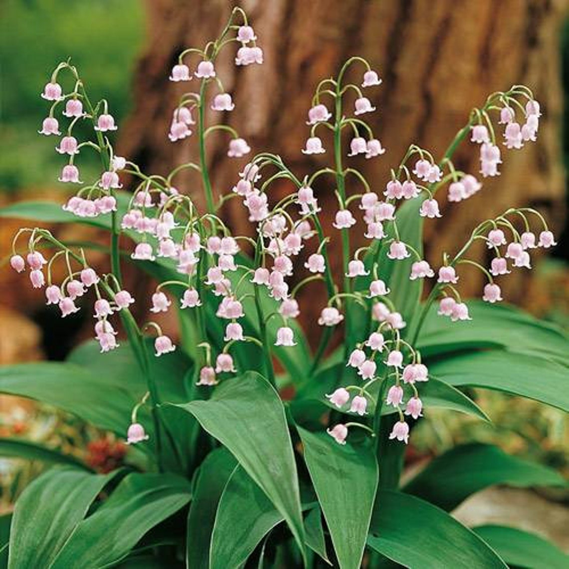 Lily of the Valley Bulbs 4 to plant pink Etsy Lily of the Valley Bulbs 4 to plant pink Etsy