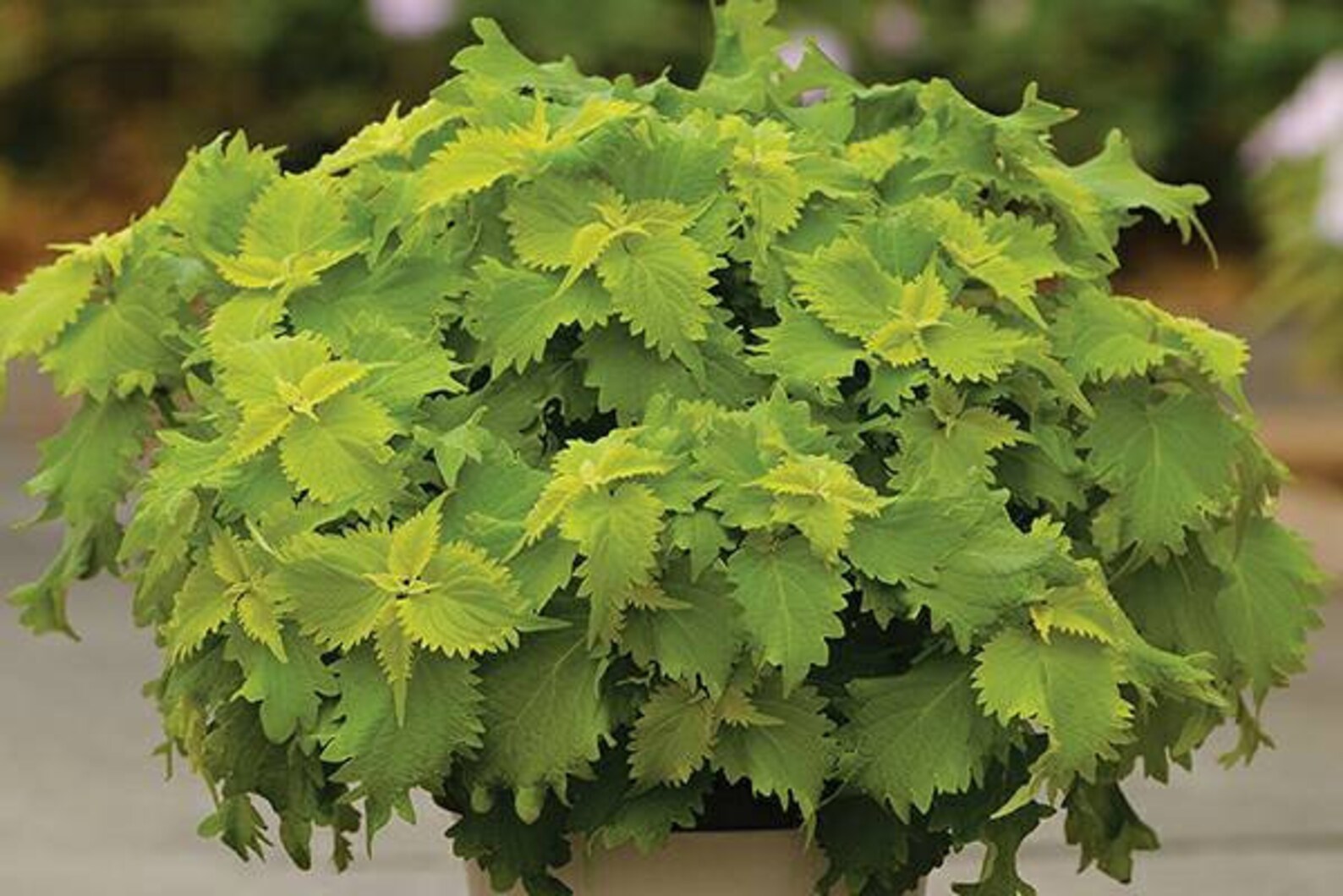 Wasabi Coleus seeds 10 pack to 100 pack Etsy