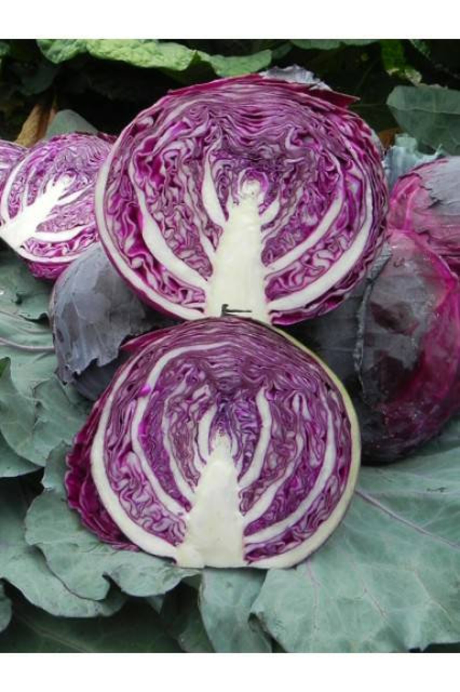 NOW SHIPPING Ruby Red Perfection Cabbage live plant Limited Etsy