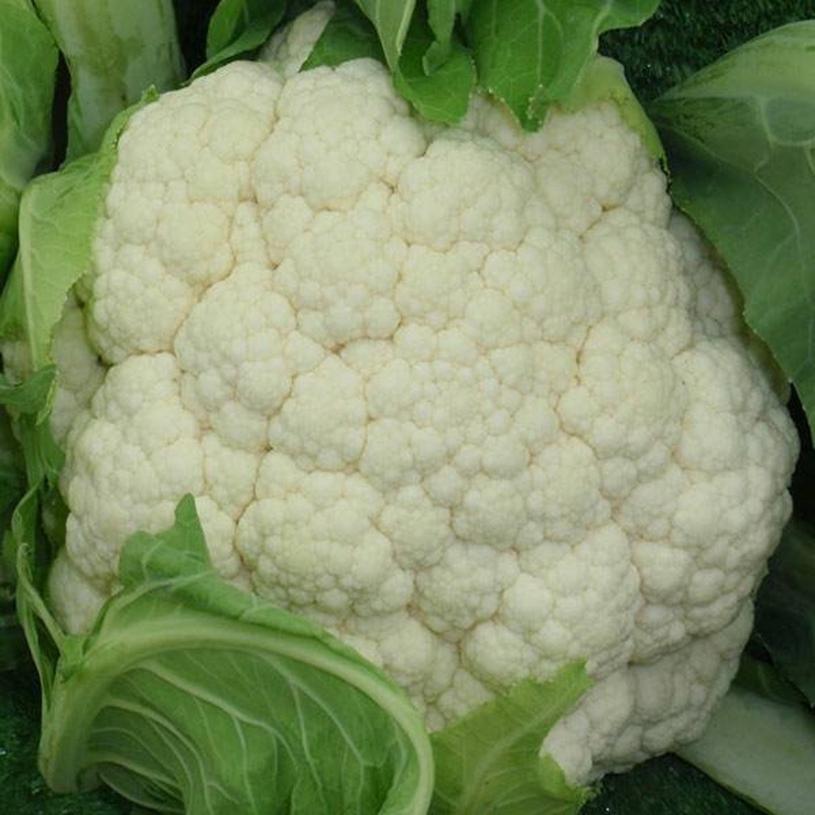 Snowball X Cauliflower seeds 10 pack to 100 pack Etsy