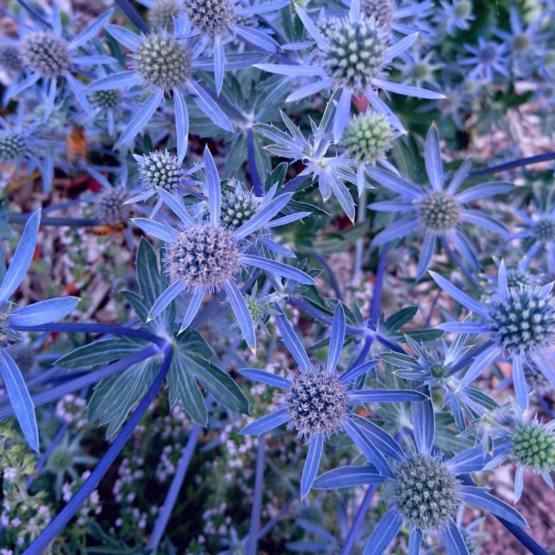 Blue Sea Holly Eryngium Roots 3 to plant Etsy