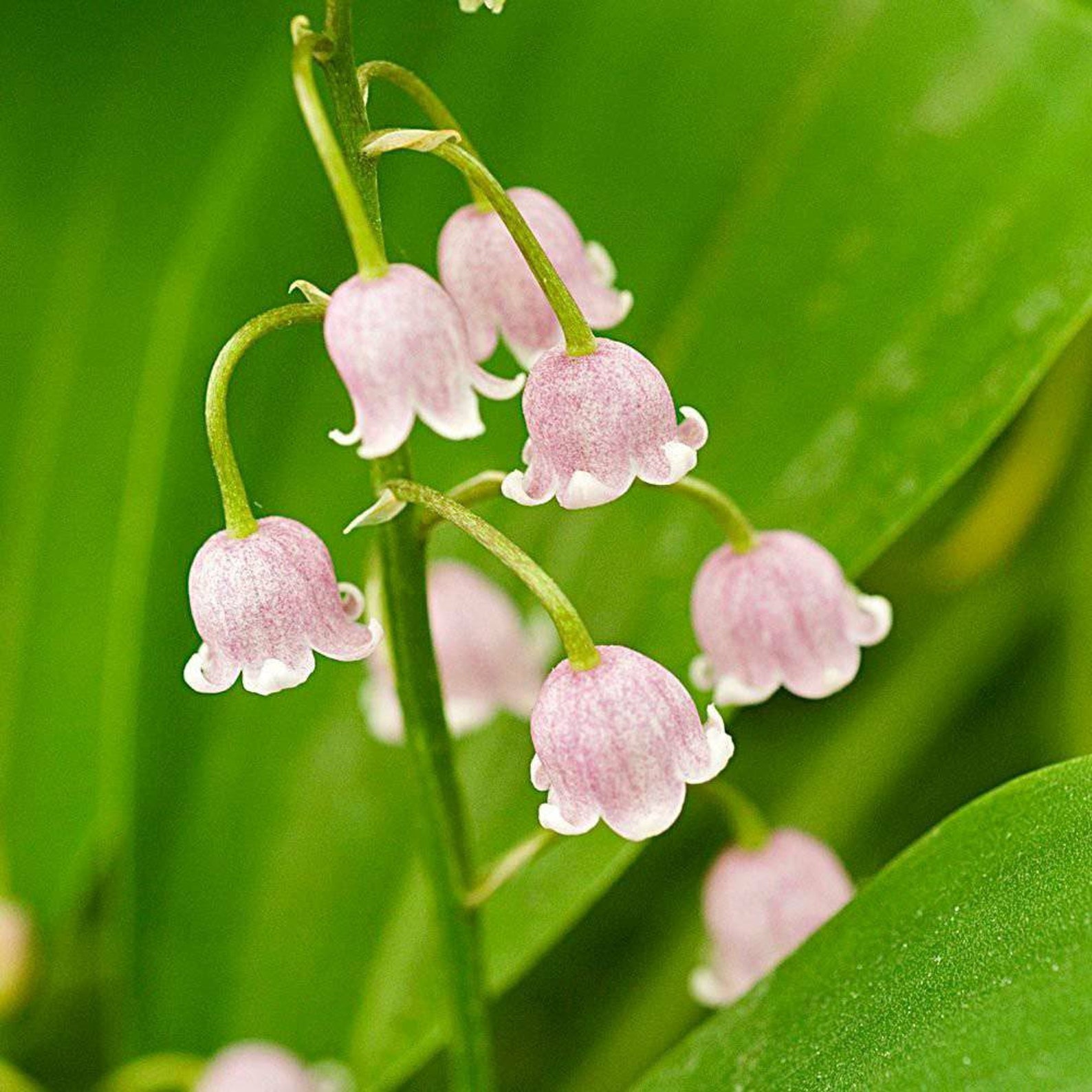Lily of the Valley Bulbs 4 to plant pink Etsy Lily of the Valley Bulbs 4 to plant pink Etsy