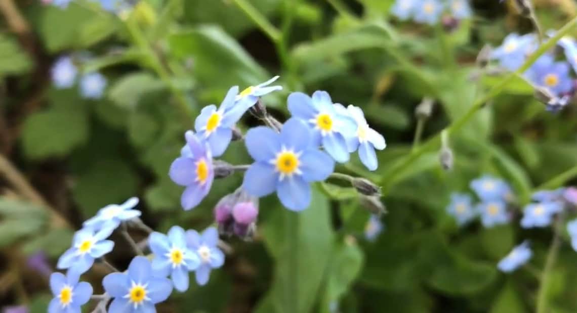 me not seeds 10 pack to 100 pack Etsy