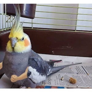 Bird arms(Small)