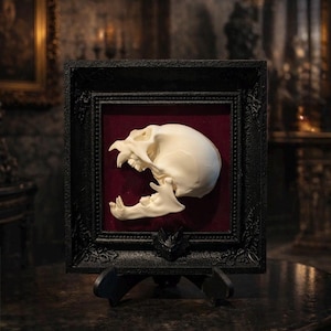 Anatomically Correct Vampire Skull in Gothic Frame - Horror Collector's Art