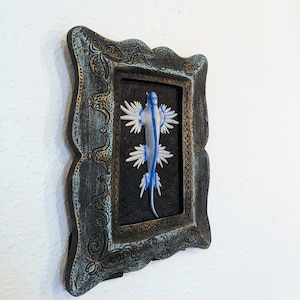 Blue glaucus in antique frame