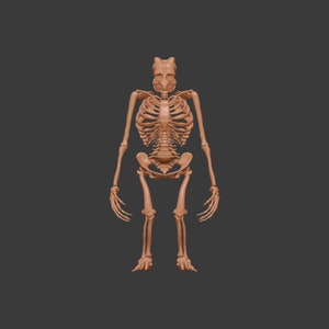 May include: A detailed anatomical model of a human skeleton, rendered in a light brown color. The skeleton is standing upright with arms at its sides and hands facing forward.