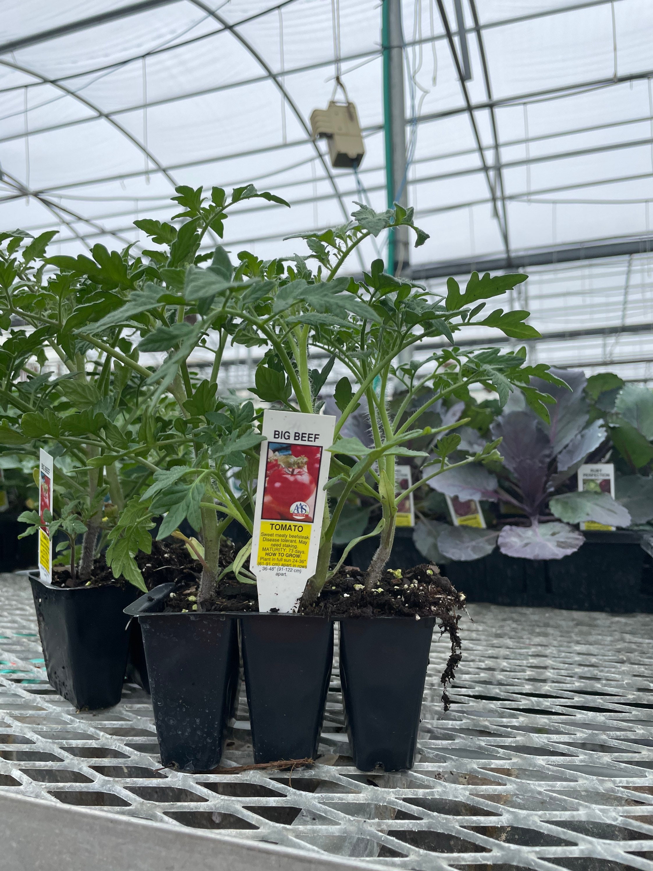 3 live Big Beef tomato plants Etsy