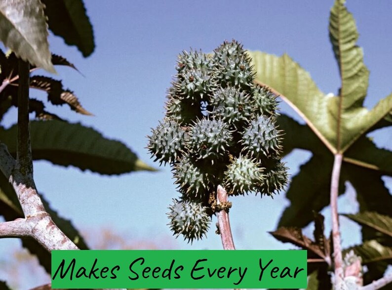 Castor Bean Seeds Etsy
