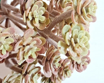Selección de suculentas de árbol artificial: Wreath Floral Supply (25 cm)