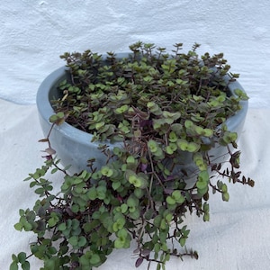 Green Callisia Repens (Creeping inch plant)- 10 cuttings