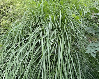 Ornamental grass- bare root