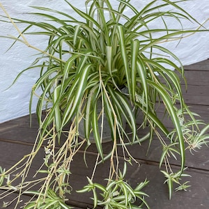 Variegated spider plant cuttings (x5)