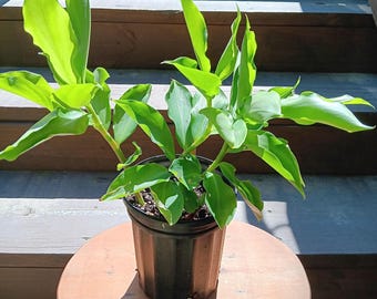 Insulin plant - Costa igneous - Live Plant