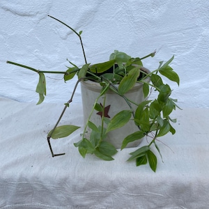 Green Tradescantia- 10 cuttings