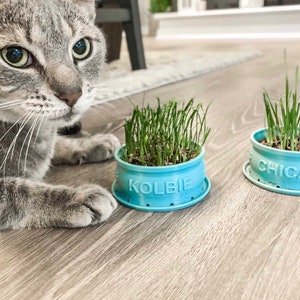 Peut inclure: Un chat gris tigr&eacute; regardant deux pots bleus d'herbe &agrave; chat. Un pot dit "Kolbie" et l'autre dit "Chica".