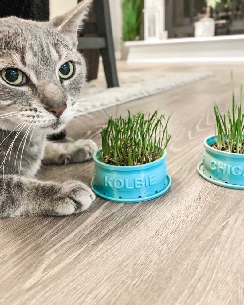 Peut inclure: Un chat gris tigr&eacute; regardant deux pots bleus d'herbe &agrave; chat. Un pot dit "Kolbie" et l'autre dit "Chica".