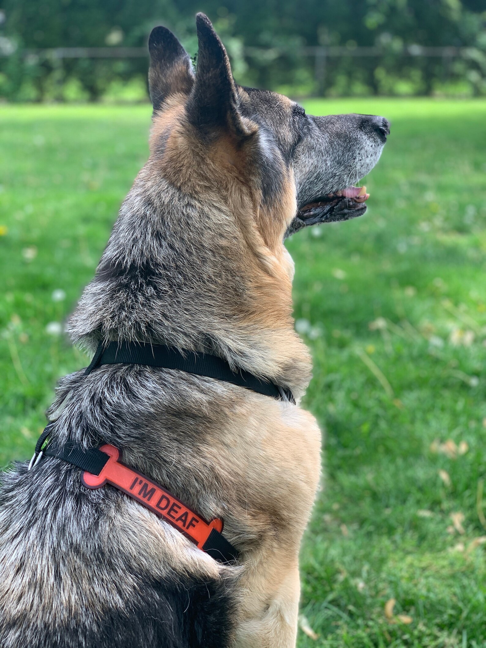 I'm Deaf Leash Sleeve Leash Wrap Personalized Dog Etsy